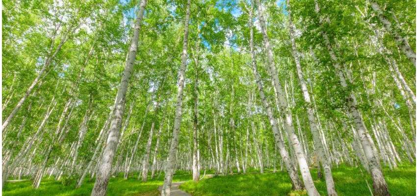 中国最美的纯生白桦林额尔古纳市白桦林风景区