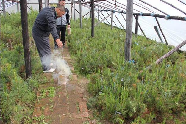 根河林区全面推广西伯利亚红松培育种植