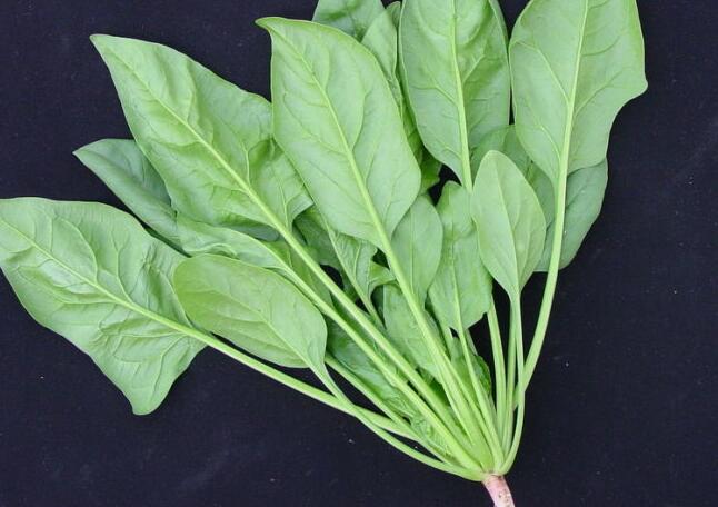 海拉尔早秋菠菜种植技术详细介绍