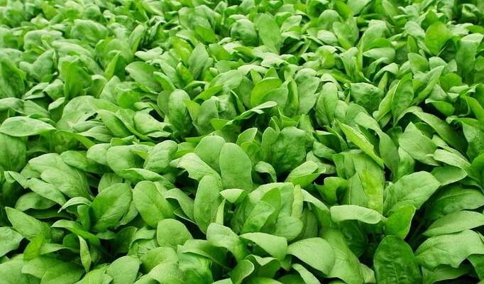 内蒙古海拉尔早秋菠菜种植技术详细介绍