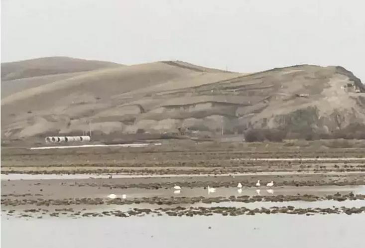 哈克镇湿地再次发现野生白天鹅