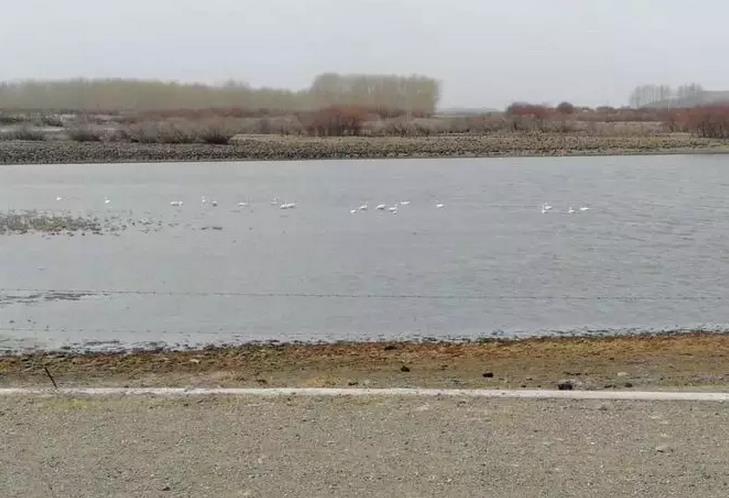 哈克镇湿地发现白天鹅