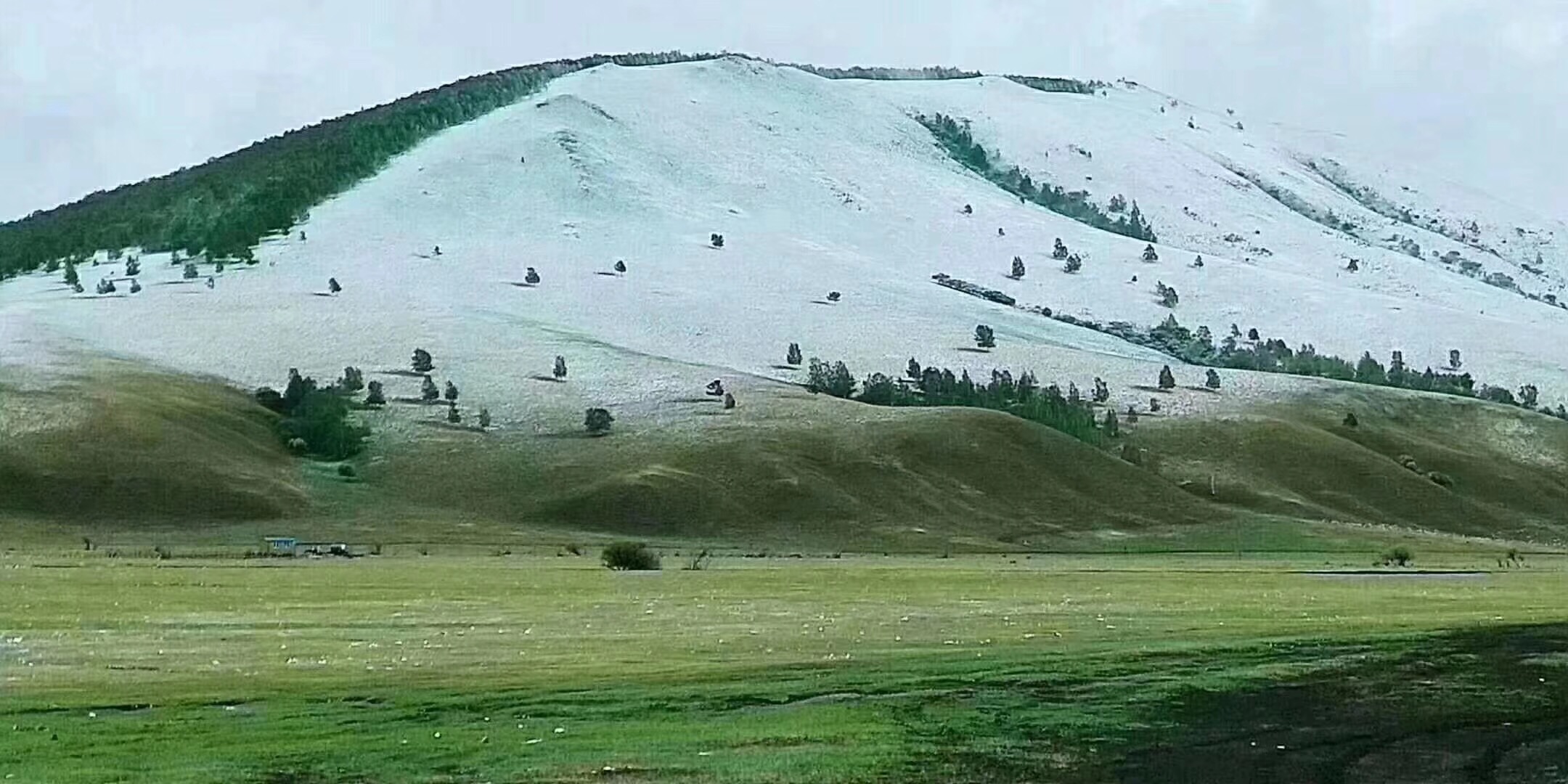 五月白雪飘飞的呼伦贝尔草原