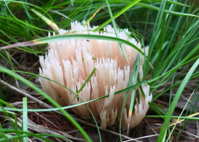 呼伦贝尔林区野生的蘑菇情况介绍扫帚蘑
