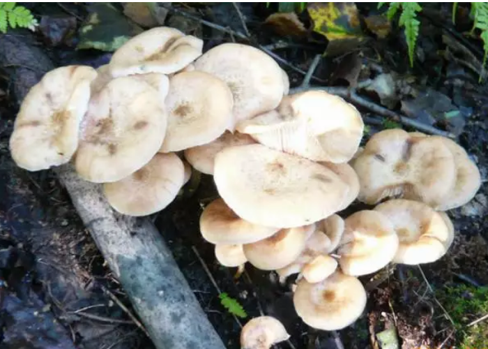 呼伦贝尔林区野生的蘑菇情况介绍桦树蘑菇