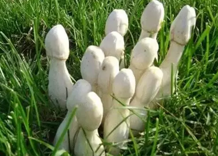 呼伦贝尔林区野生的蘑菇情况