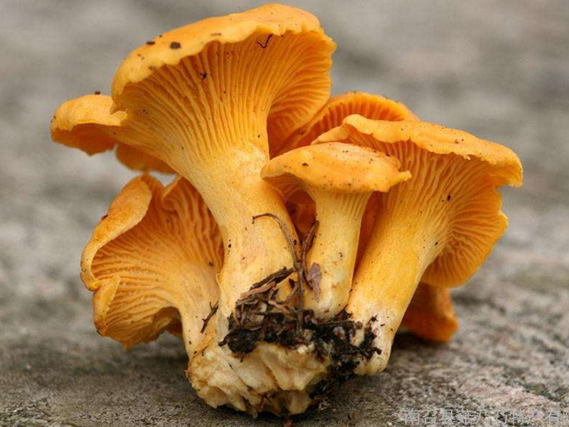 呼伦贝尔东北林区蘑菇种类大全及图片 - 可以食用的有