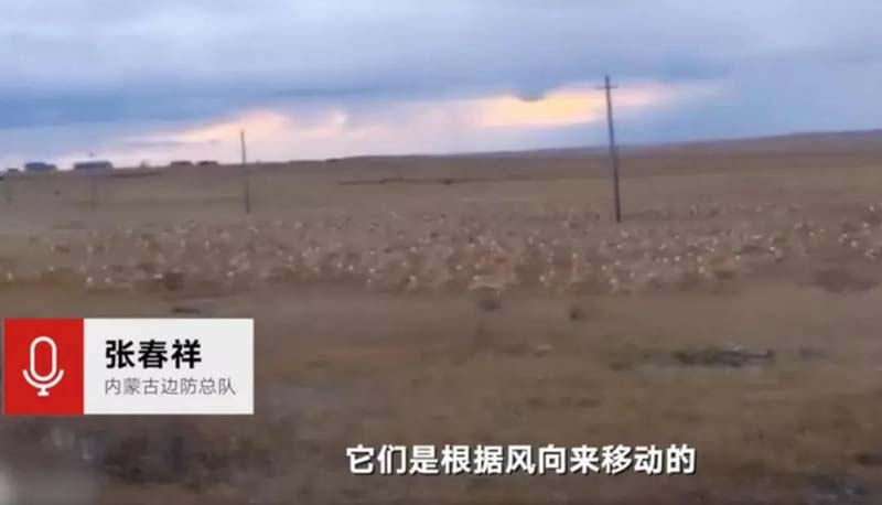 呼伦贝尔边境惊现3000只野生黄羊情况
