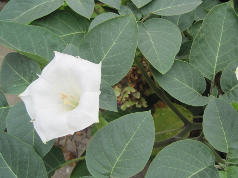 呼伦贝尔草原野生植物曼陀罗