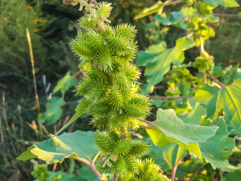 呼伦贝尔草原野生植物苍耳