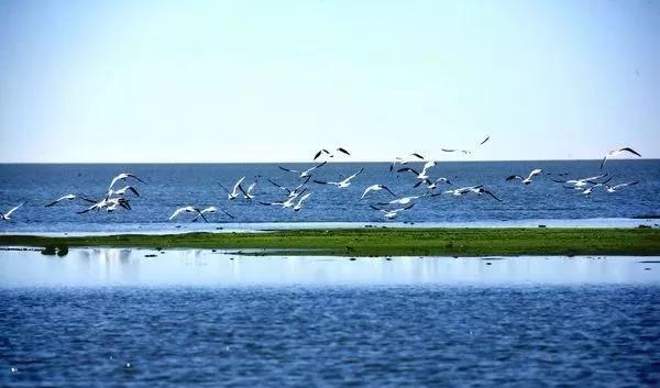 呼伦湖保护区管理局与南京环境科研所呼伦湖研究中心签约合作