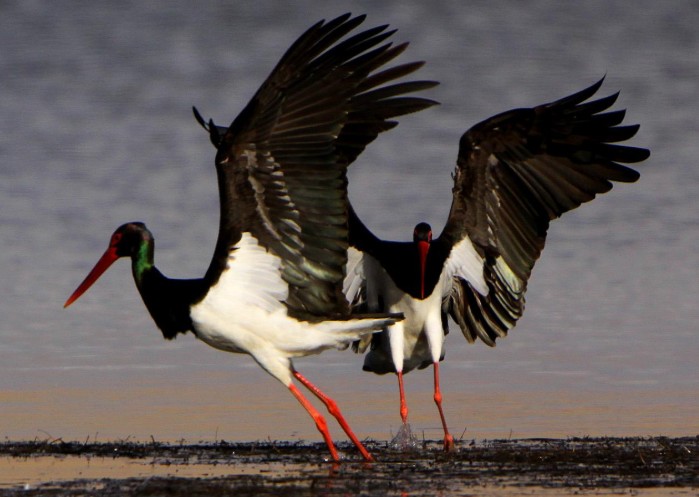 吉文林业局发现国家一级保护鸟类黑鹳
