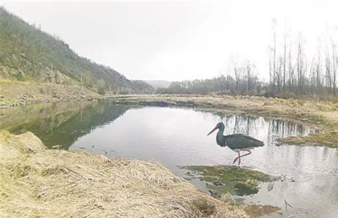 吉文林业局发现国家一级保护鸟类