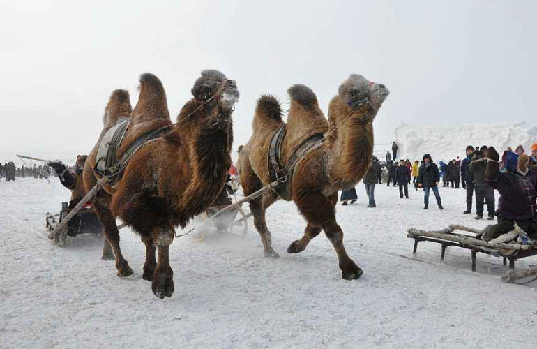 可爱的雪地骆驼