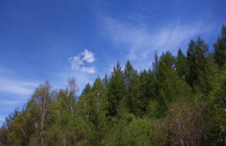 牙克石被列入首批国家森林康养基地公示名单