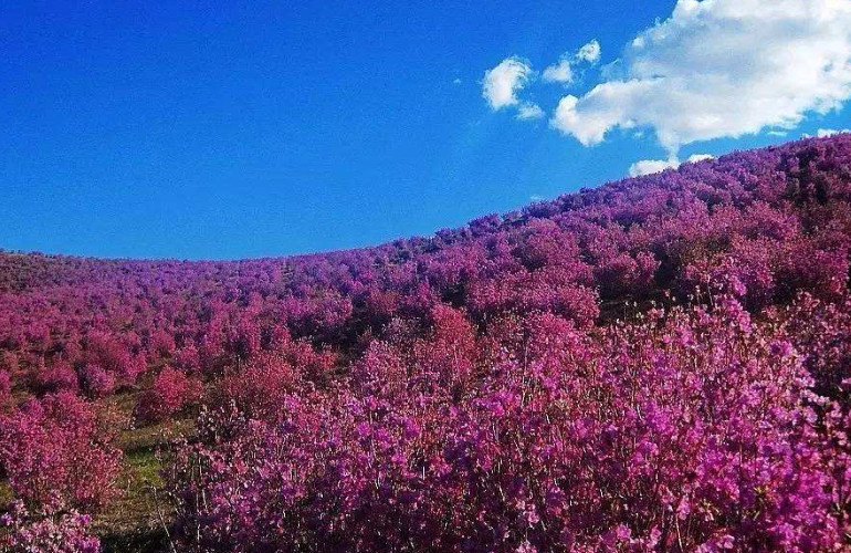 呼伦贝尔杜鹃花海