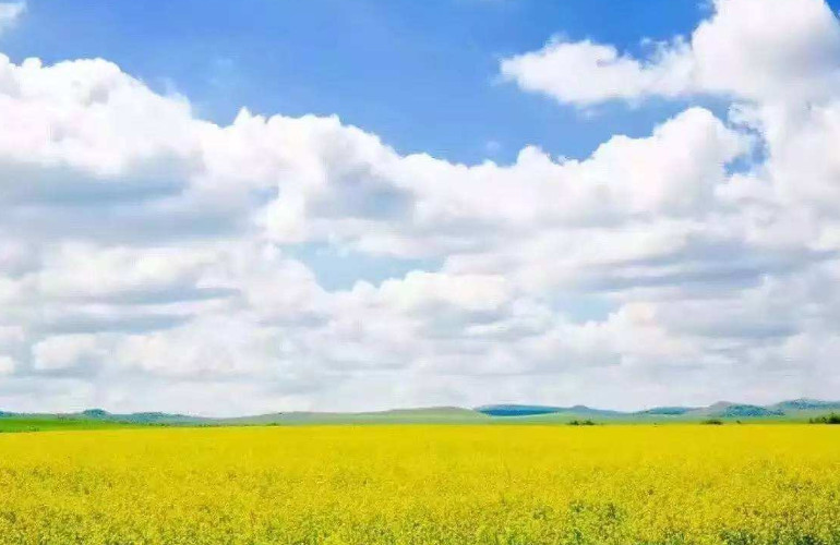 呼伦贝尔油菜花海