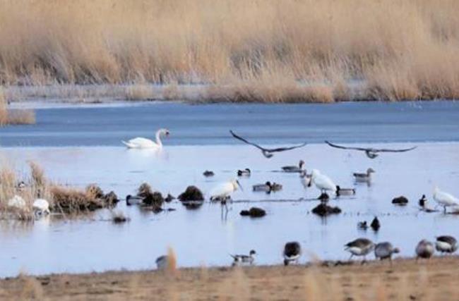 面对北归候鸟栖息，呼伦湖保护区做了些什么