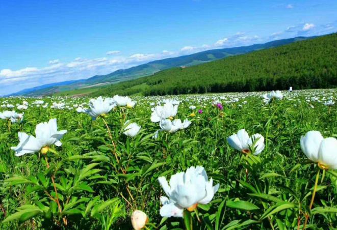 2020郑州到呼伦贝尔旅游