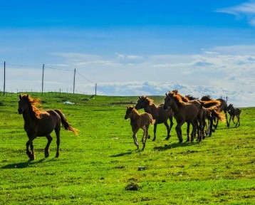 辽宁现在可以去呼伦贝尔旅游吗