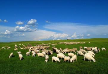 第二届呼伦贝尔草原羊肉美食节盛大开幕