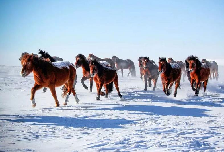 2020内蒙古呼伦贝尔市冰雪旅游那达慕什么时候举办？