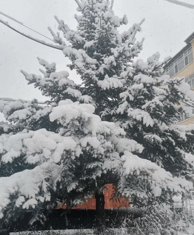 呼伦贝尔下雪了，雪后的景色如何？