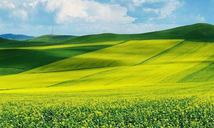 内蒙古呼伦贝尔大草原美景