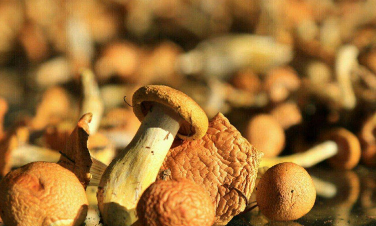 呼伦贝尔蘑菇