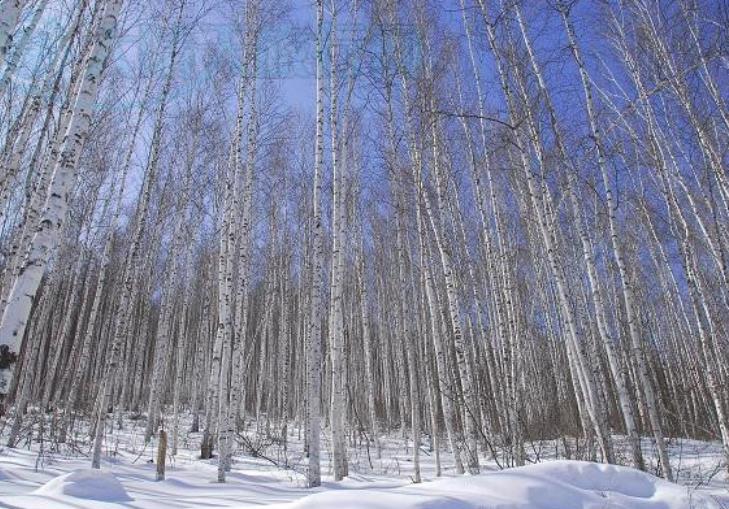 冬天呼伦贝尔的白桦林景色如何？