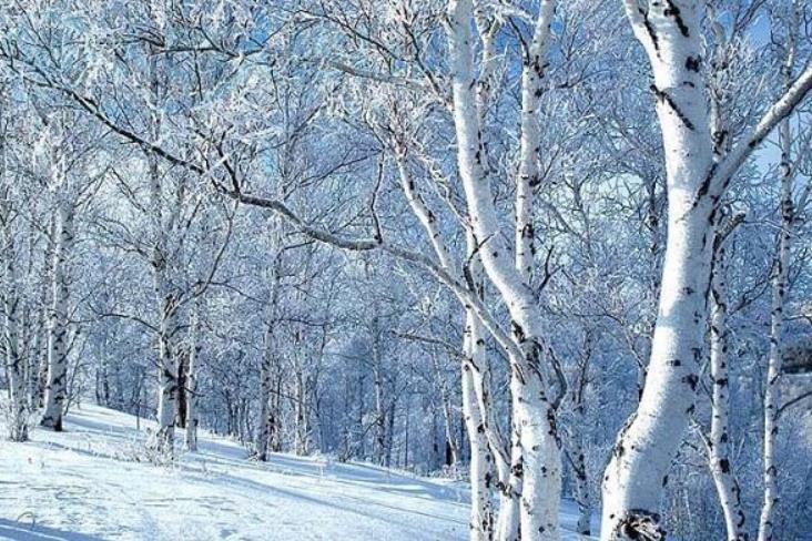 冬季呼伦贝尔的白桦林景色如何？
