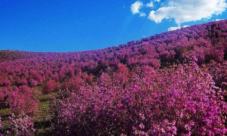 呼伦贝尔春季旅游