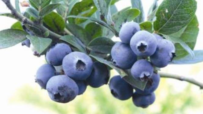 2022呼伦贝尔旅游特产推荐—鄂伦春蓝莓