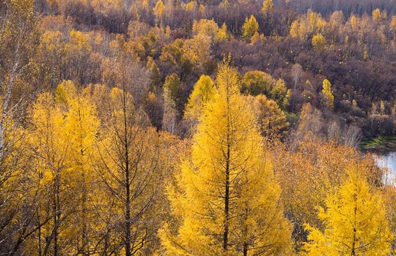 9月呼伦贝尔摄影旅游最佳拍摄地点莫尔道嘎国家森林公园