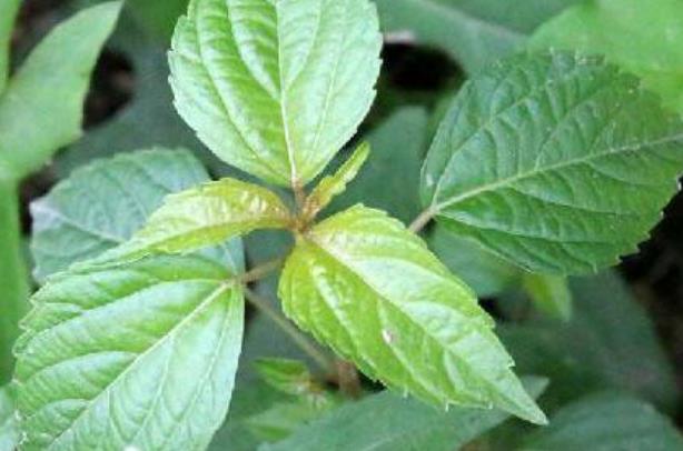 呼伦贝尔山野菜