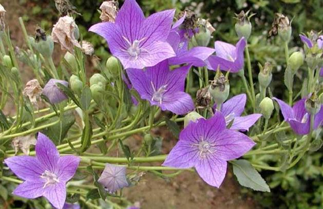 呼伦贝尔山野菜吃法