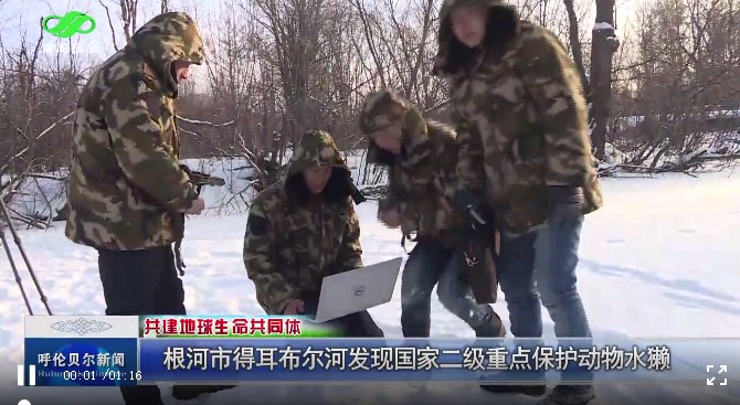 根河得耳布尔发现国家二级重点保护动物水獭