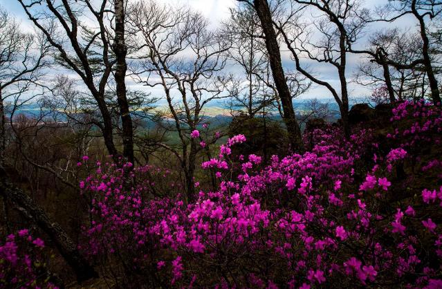 “中国最佳山地花卉观赏地”——达尔滨湖国家森林公园介绍