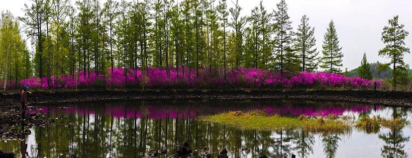 达尔滨湖国家森林公园最佳赏花拍摄攻略
