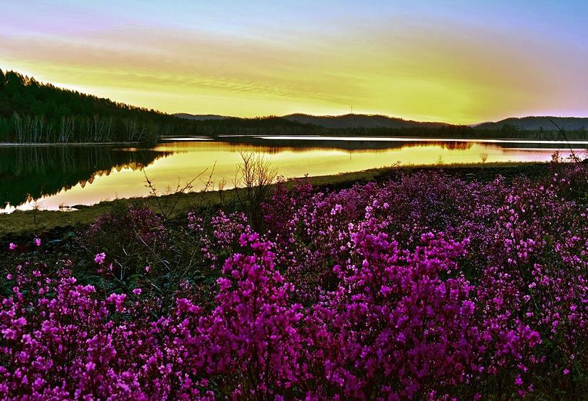 达尔滨湖国家森林公园最佳赏花拍摄时间攻略