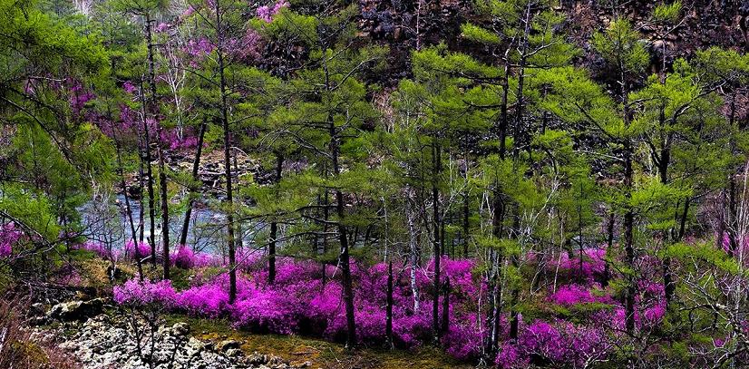 达尔滨湖国家森林公园赏花拍摄时间攻略