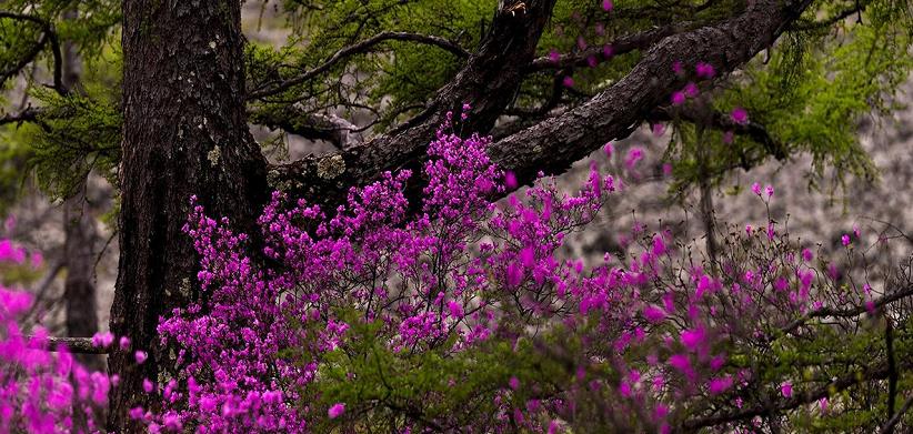 达尔滨湖国家森林公园赏花拍摄时间