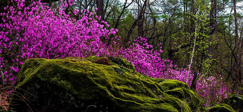 达尔滨湖国家森林公园赏花