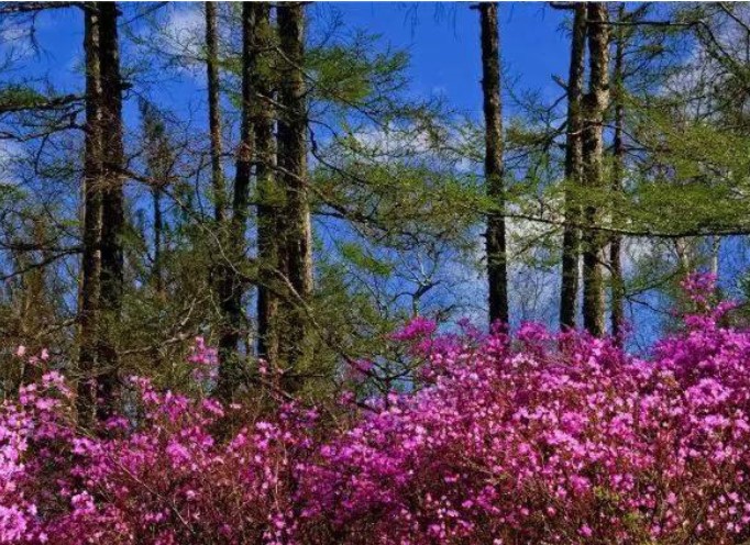 达尔滨湖国家森林公园杜鹃花期将举办摄影大赛