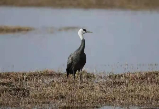 内蒙古免渡河国家湿地公园再次迎来大批迁徙候鸟介绍