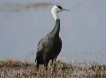 内蒙古免渡河国家湿地公园再次迎来大批迁徙候鸟~