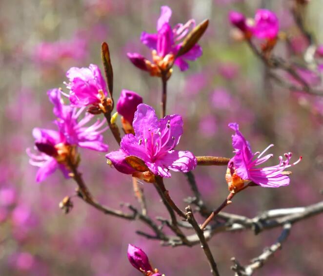 这里有一片阿龙山达子香花