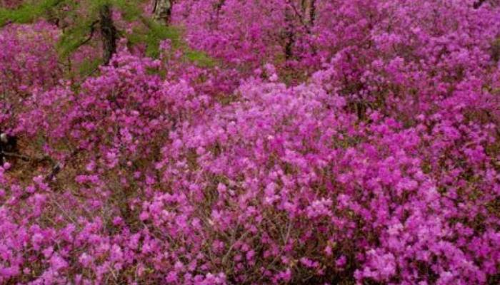 呼伦贝尔的赏花之旅：三岔河的杜鹃花