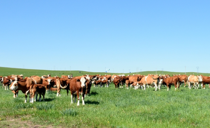 关于2024年海拉尔区春季牧草返青期休牧的公告