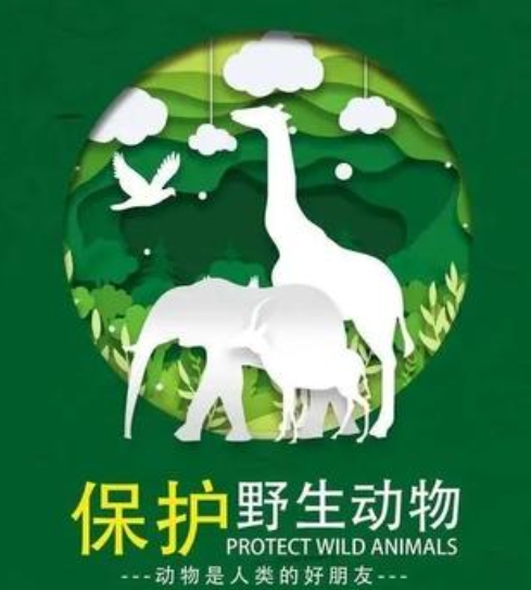 阿荣旗关于禁止猎捕野生保护动物的通告